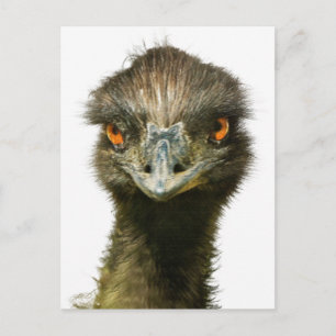 Carte Postale Amusant Glaring Emu Gros plan