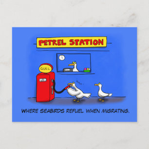 Carte Postale Amusant goéland de mer petrel caricature humour