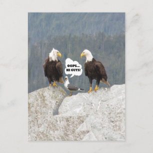 Carte Postale Amusants aigles et mouettes