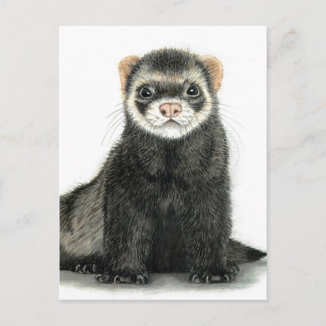 Carte Postale Amusement de furet ! (Devant)