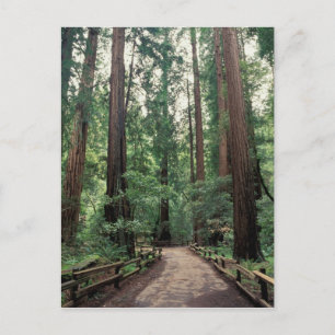 Carte Postale AN, États-Unis, Californie, comté de Marin, Muir W