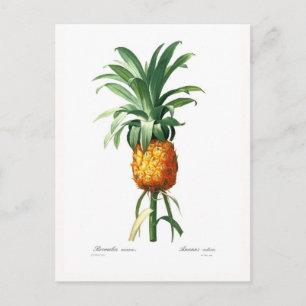 Carte Postale Ananas