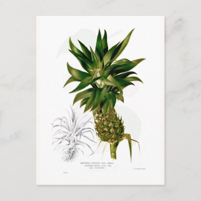 Carte Postale Ananas (Ananas comosus) (Devant)