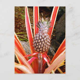 Carte Postale Ananas décoratif à Hawaii