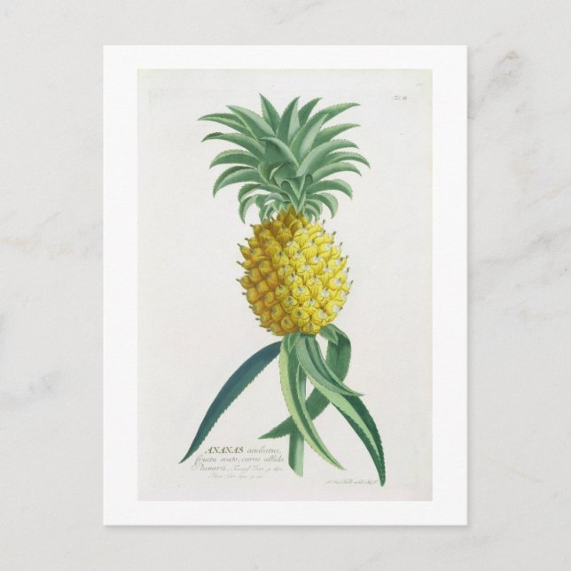 Carte Postale Ananas gravé par Johann Jakob Haid (1704-67) (Devant)
