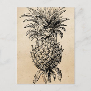 Carte Postale Ananas vintage des années 1800