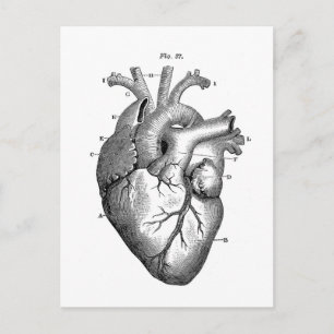 Carte Postale Anatomie cardiaque vintage   Personnalisable