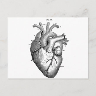 Carte Postale Anatomie-Coeur-Images-Vintage