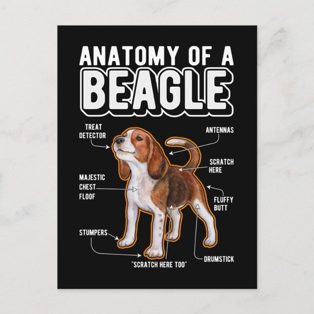 Carte Postale Anatomie de Beagle Chien Drôle (Devant)