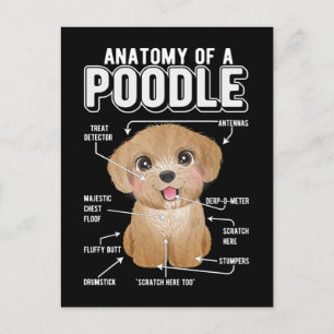 Carte Postale Anatomie de caniche Chien drôle
