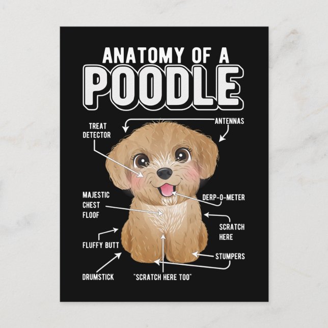 Carte Postale Anatomie de caniche Chien drôle (Devant)