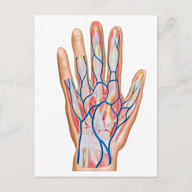 Carte Postale Anatomie de dos de main humaine (Devant)