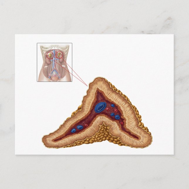 Carte Postale Anatomie De Glande Surrénale, Section Transverse (Devant)