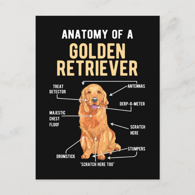 Carte Postale Anatomie de Golden Retriever Chien Drôle (Devant)