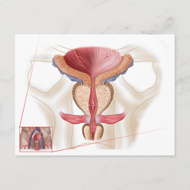 Carte Postale Anatomie de la glande prostatique (Devant)