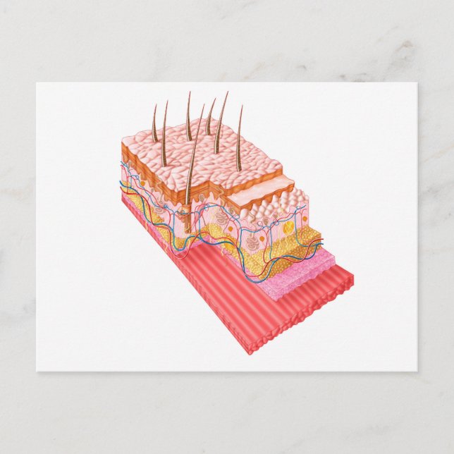 Carte Postale Anatomie De La Peau Humaine (Devant)