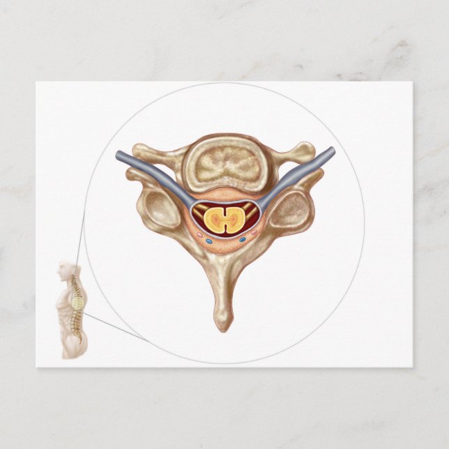 Carte Postale Anatomie De La Vertebra Humaine (Devant)
