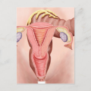 Carte Postale Anatomie de l'appareil reproducteur féminin 2