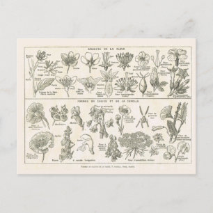 Carte Postale Anatomie des fleurs
