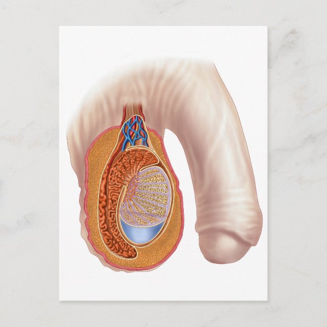 Carte Postale Anatomie Des Hommes Testis (Devant)