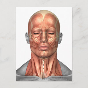 Carte Postale Anatomie Des Muscles Du Visage Et Du Cou Humains, 