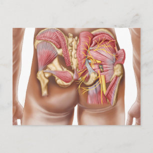 Carte Postale Anatomie Des Muscles Gluteaux Dans Les Boutons