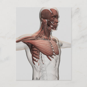 Carte Postale Anatomie Des Muscles Masculins Dans Le Corps Supér