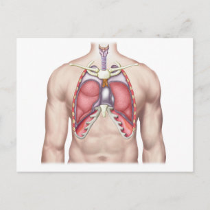 Carte Postale Anatomie Des Poumons Humains En Situ