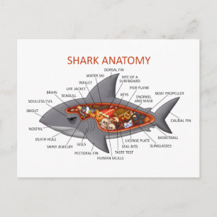 Carte Postale Anatomie des requins