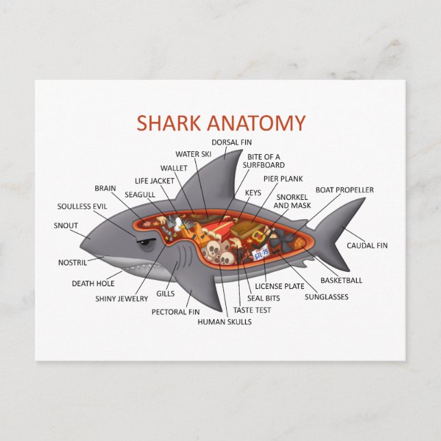 Carte Postale Anatomie des requins (Devant)