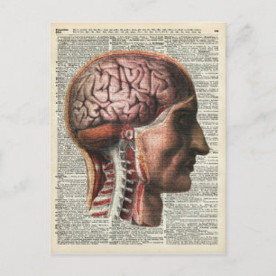 Carte Postale Anatomie du cerveau humain