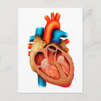 Anatomie Du Coeur Humain, Section Transversale