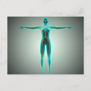 Carte Postale Anatomie Du Corps Féminin Avec Artères Et Veines