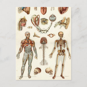 Carte Postale Anatomie du corps humain