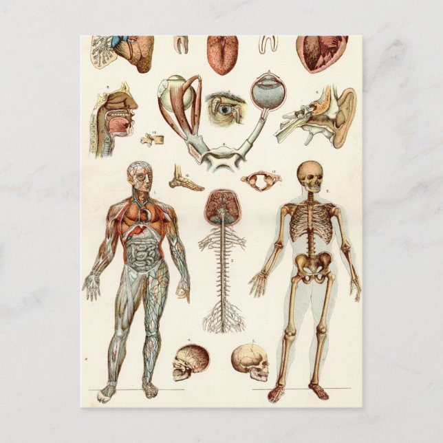 Carte Postale Anatomie du corps humain (Devant)
