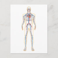 Anatomie Du Corps Humain Et Système Circulatoire