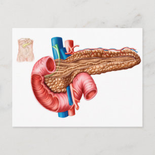 Carte Postale Anatomie du pancréas
