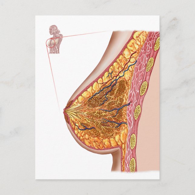 Carte Postale Anatomie Du Sein Féminin (Devant)