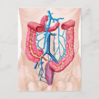 Anatomie Du Système De Veine Abdominale Humaine