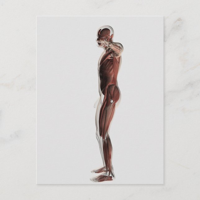 Carte Postale Anatomie Du Système Musculaire Masculin, Vue Côtiè (Devant)