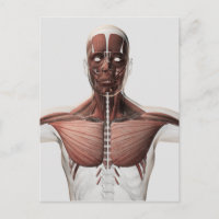Anatomie Du Système Musculaire Masculin, Vue latér