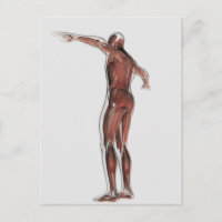 Anatomie Du Système Musculaire Masculin, Vue Posté