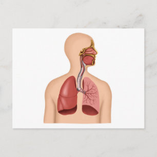 Carte Postale Anatomie Du Système Respiratoire Humain
