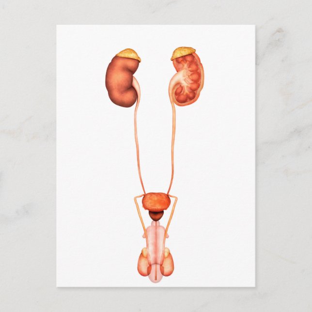 Carte Postale Anatomie Du Système Urinaire Homme Humain, Vue Ava (Devant)