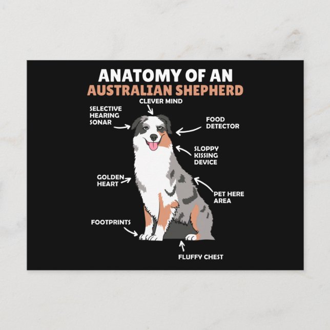 Carte Postale Anatomie D'Un Berger Australien Chiens Doux (Devant)