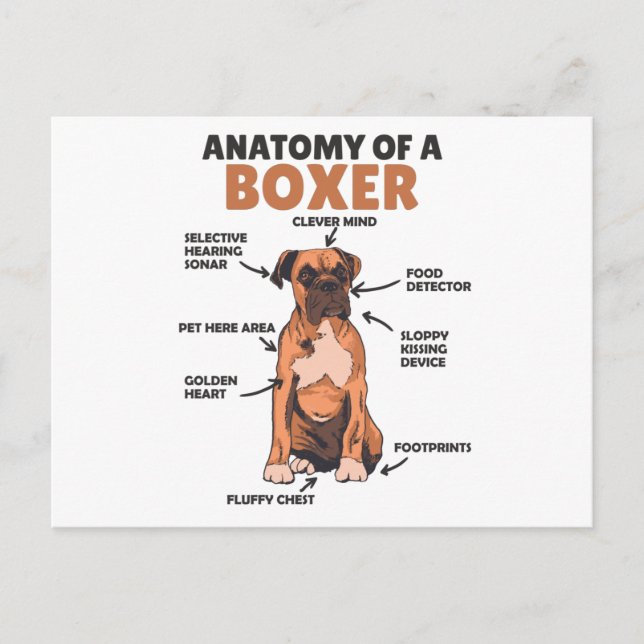 Carte Postale Anatomie D'Un Chien Doux Boxer Chien Chien Chien C (Devant)