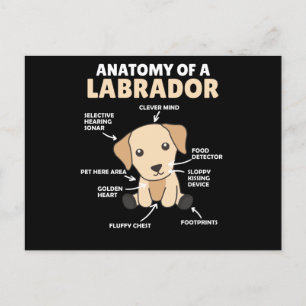 Carte Postale Anatomie D'Un Chien Doux Du Labrador Retriever