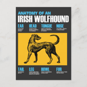 Carte Postale Anatomie D'Un Chien Irlandais De Wolfhound - Amant