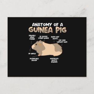 Carte Postale Anatomie d'un cochon de Guinée