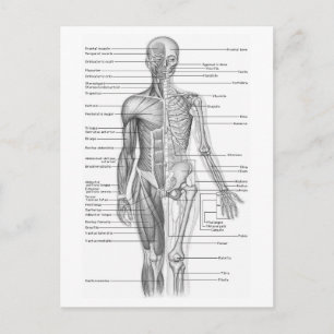 Carte Postale Anatomie humaine
